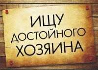 Лот: 10914539. Фото: 4. Кошечка Золушка ищет заботливые... Красноярск