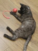 Лот: 25605069. Фото: 7. Кошечка хищница