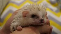 Лот: 14534326. Фото: 4. Африканский карликовый ежонок... Красноярск