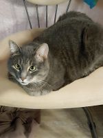 Лот: 21977482. Фото: 4. Котик Костик. Красноярск