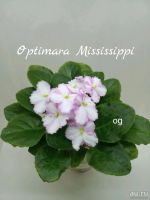 Лот: 10735213. Фото: 2. Фиалка Optimara Mississippi детка. Комнатные растения и уход