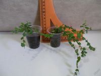 Лот: 5812801. Фото: 2. Фикус pumila 'Minima'. Комнатные растения и уход