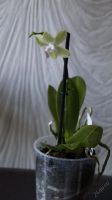 Лот: 5708123. Фото: 2. Орхидея Фалинопсис Мини желтая... Комнатные растения и уход