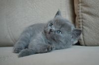 Лот: 8754051. Фото: 3. Британский котенок. Растения и животные