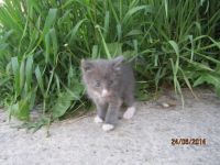 Лот: 4236516. Фото: 2. подарю котят от сиамской кошечки... Животные и уход
