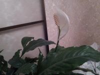 Лот: 10080226. Фото: 5. Спатифилум "Шопен"