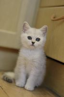 Лот: 11739407. Фото: 3. Британский котенок 2 мес - девочка1... Растения и животные