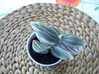 Лот: 5470198. Фото: 2. Традесканция. Укорененные черенки... Комнатные растения и уход