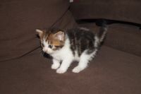 Лот: 11311121. Фото: 4. Шотландские Ласковые кошечки. Красноярск