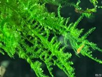 Лот: 15937141. Фото: 3. Мох Анкор Якорный (Anchor moos... Растения и животные