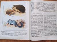 Лот: 7124250. Фото: 3. Книга: Наши питомцы. Птицы и звери... Литература, книги