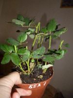 Лот: 3841001. Фото: 3. Роза 7. Растения и животные