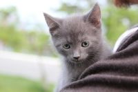 Лот: 7579025. Фото: 3. Котёнок дымчатый, мальчик 2 месяца... Растения и животные