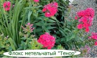 Лот: 21173606. Фото: 6. Флоксы