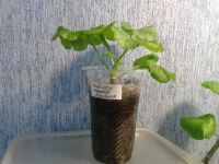 Лот: 9172824. Фото: 4. Пеларгония зональная Unicorn Monday... Красноярск