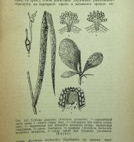 Лот: 16912887. Фото: 6. Доктор. Р. Гимм. Низшие растения...