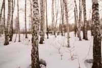 Лот: 25294808. Фото: 8. участок , ДНТ Чёрная Сопка ДНТ...