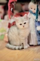 Лот: 11055129. Фото: 2. Продам британского котенка - котик... Животные и уход