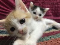 Лот: 19240694. Фото: 3. Котята в добрые руки. Растения и животные