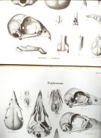 Лот: 14997719. Фото: 12. Ученые Записки Императорского...
