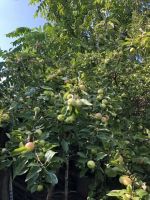 Лот: 25294932. Фото: 10. 4-комн. дача , садоводческое некоммерческое...