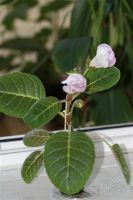 Лот: 2926288. Фото: 2. Глоксиния19 (цветущее растение... Комнатные растения и уход