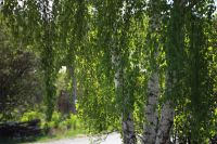 Лот: 6993288. Фото: 5. Юпитер 11 П (135mm f4.0) КМЗ 1956г...