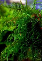 Лот: 15912838. Фото: 3. Мох Восточный Калимантан (moss... Растения и животные