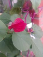 Лот: 15239646. Фото: 3. Бугенвиллия Louisa Walton red. Растения и животные