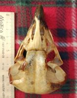 Лот: 15109992. Фото: 3. череп орла. Красноярск