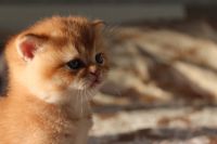 Лот: 20617655. Фото: 3. Котенок британская золотая шиншилла... Растения и животные