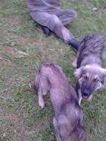 Лот: 3186480. Фото: 4. Отдам 2х собак подростков. Красноярск