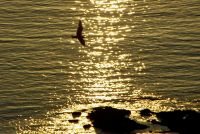 Лот: 4123271. Фото: 5. Samsung GX-20 +Pentax 18-55