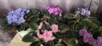 Лот: 16867721. Фото: 3. Фиалка Персиковое сияние (крупно-цветковая... Растения и животные