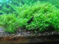 Лот: 8052810. Фото: 7. Креветки King-Kong Shrimp.