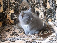 Лот: 5853371. Фото: 5. Котёнок 1