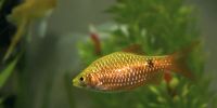 Лот: 6305039. Фото: 2. Огненный барбус (Barbus conchonius... Аквариумистика