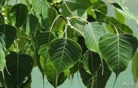 Лот: 17664568. Фото: 2. Ficus Religiosa (священный). Комнатные растения и уход