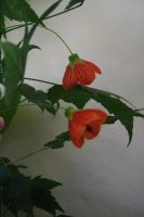 Лот: 4890647. Фото: 3. Абутилон Селло № 1 (комнатный... Растения и животные