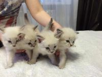 Лот: 5478349. Фото: 5. невские маскарадные котятки