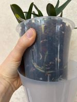 Лот: 25882101. Фото: 5. Каттлея Schilleriana # sib