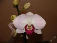 Лот: 1288827. Фото: 2. орхидея фаленопсис сиреневый. Комнатные растения и уход