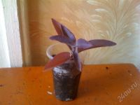 Лот: 412864. Фото: 2. Традесканция. Продается маленький... Комнатные растения и уход