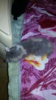 Лот: 8473903. Фото: 2. Котя, кошечка, котенок. Животные и уход
