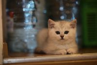 Лот: 10681659. Фото: 4. Британский котенок № 2 - мальчик... Красноярск