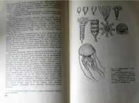Лот: 19937245. Фото: 7. Антикварная книга "Занимательная...