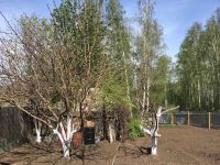 Лот: 11647579. Фото: 3. Продам дачу в городе с большим... Недвижимость