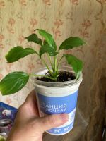 Лот: 19514935. Фото: 4. Спатифиллум. Красноярск