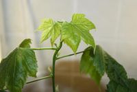 Лот: 4731926. Фото: 2. Абутилон Селло 3 (комнатный клен... Комнатные растения и уход