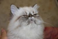 Лот: 3012035. Фото: 3. Персидский кот. Выставочный экзот... Растения и животные
